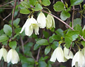 اضغط على الصورة لعرض أكبر. 

الإسم:	clematis-cirrhosa-wisley-cream-150-345.jpg 
مشاهدات:	2 
الحجم:	92.8 كيلوبايت 
الهوية:	1282135