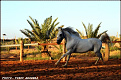 نسخ من yusef7