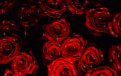 user7080 pic698 1288214578