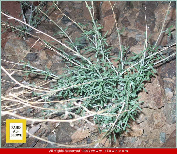 موسوعة النباتات البرية في شمال الحجاز الجزء الثاني ج ح خ – مدونة بلي |  إخبارية بلي